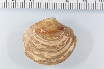 Media type: image; Malacology 119129